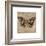 Tiger Butterfly-Jennifer Brice-Framed Giclee Print