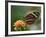 Tiger Butterfly-Adam Jones-Framed Photographic Print