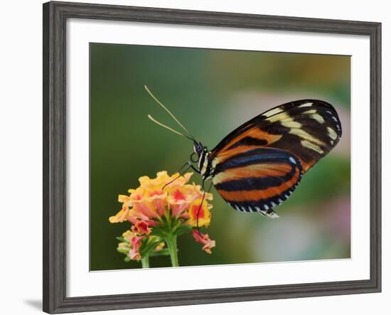 Tiger Butterfly-Adam Jones-Framed Photographic Print