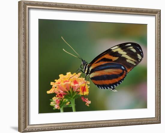 Tiger Butterfly-Adam Jones-Framed Photographic Print