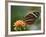 Tiger Butterfly-Adam Jones-Framed Photographic Print