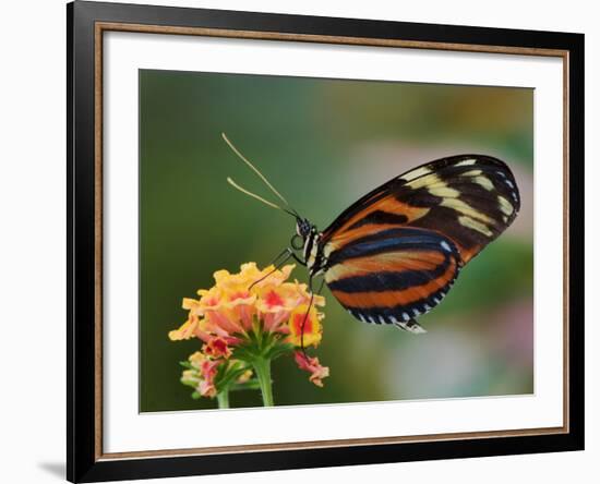 Tiger Butterfly-Adam Jones-Framed Photographic Print