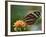 Tiger Butterfly-Adam Jones-Framed Photographic Print