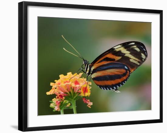 Tiger Butterfly-Adam Jones-Framed Photographic Print
