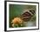 Tiger Butterfly-Adam Jones-Framed Photographic Print