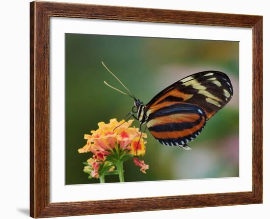 Tiger Butterfly-Adam Jones-Framed Photographic Print