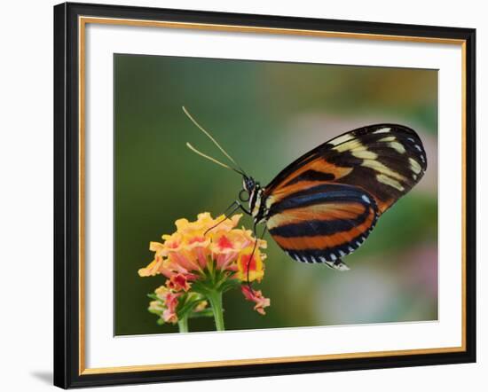 Tiger Butterfly-Adam Jones-Framed Photographic Print