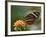 Tiger Butterfly-Adam Jones-Framed Photographic Print