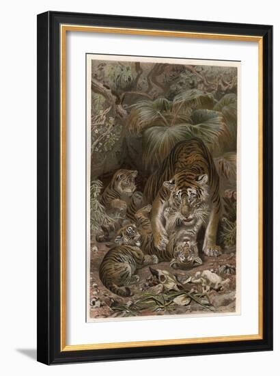 Tiger by Alfred Edmund Brehm-Stefano Bianchetti-Framed Giclee Print