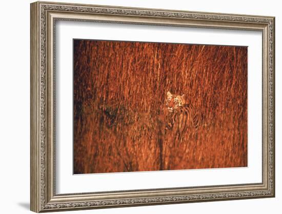 Tiger, Camouflaged Amid Tall, Golden Grass, Setting Out at Dusk For Night of Hunting-Stan Wayman-Framed Photographic Print