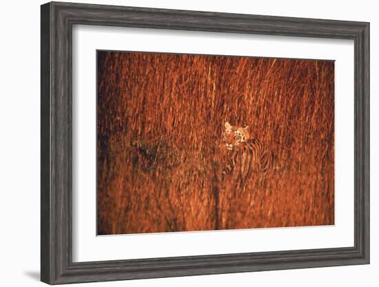 Tiger, Camouflaged Amid Tall, Golden Grass, Setting Out at Dusk For Night of Hunting-Stan Wayman-Framed Photographic Print