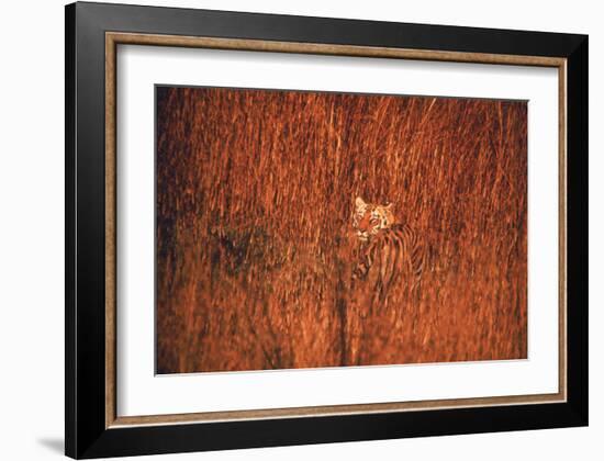 Tiger, Camouflaged Amid Tall, Golden Grass, Setting Out at Dusk For Night of Hunting-Stan Wayman-Framed Photographic Print