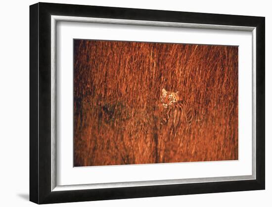 Tiger, Camouflaged Amid Tall, Golden Grass, Setting Out at Dusk For Night of Hunting-Stan Wayman-Framed Photographic Print