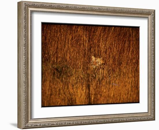 Tiger, Camouflaged Amidst Tall, Golden Grass, Setting Out at Dusk for Night of Hunting-Stan Wayman-Framed Photographic Print