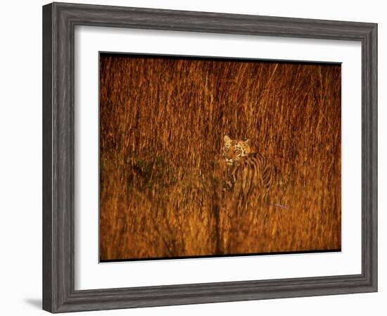 Tiger, Camouflaged Amidst Tall, Golden Grass, Setting Out at Dusk for Night of Hunting-Stan Wayman-Framed Photographic Print