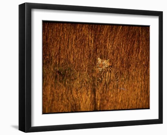 Tiger, Camouflaged Amidst Tall, Golden Grass, Setting Out at Dusk for Night of Hunting-Stan Wayman-Framed Photographic Print