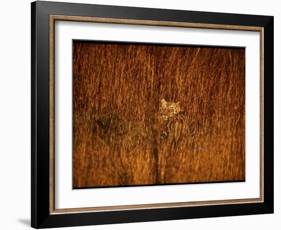 Tiger, Camouflaged Amidst Tall, Golden Grass, Setting Out at Dusk for Night of Hunting-Stan Wayman-Framed Photographic Print
