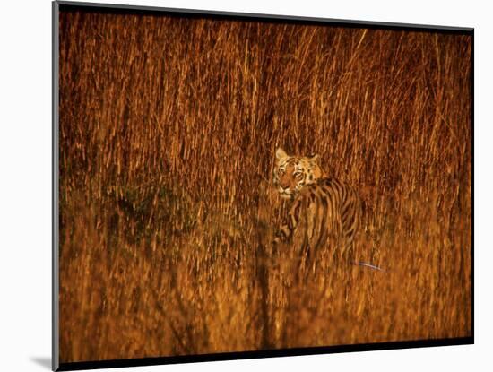 Tiger, Camouflaged Amidst Tall, Golden Grass, Setting Out at Dusk for Night of Hunting-Stan Wayman-Mounted Photographic Print
