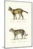 Tiger Cat, 1824-Karl Joseph Brodtmann-Mounted Giclee Print