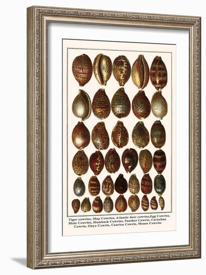 Tiger Cowries, Map Cowries, Atlantic Deer Cowries, Egg Cowries, Mole Cowries, Humback Cowries, etc.-Albertus Seba-Framed Art Print