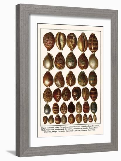 Tiger Cowries, Map Cowries, Atlantic Deer Cowries, Egg Cowries, Mole Cowries, Humback Cowries, etc.-Albertus Seba-Framed Art Print