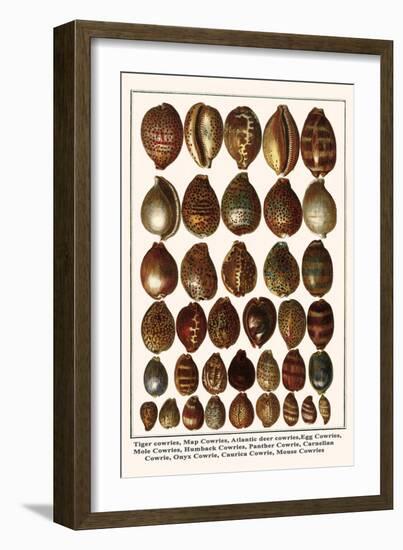 Tiger Cowries, Map Cowries, Atlantic Deer Cowries, Egg Cowries, Mole Cowries, Humback Cowries, etc.-Albertus Seba-Framed Art Print