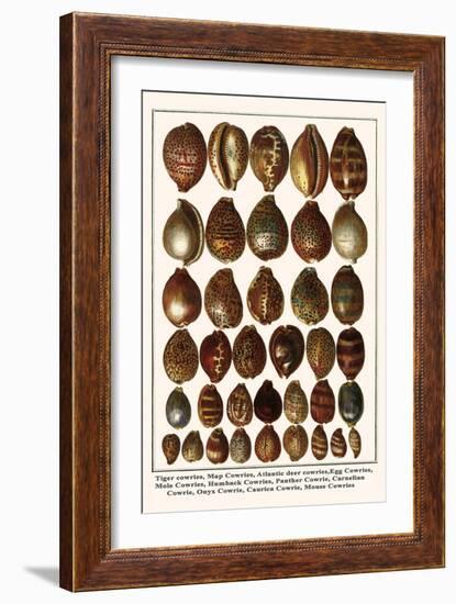 Tiger Cowries, Map Cowries, Atlantic Deer Cowries, Egg Cowries, Mole Cowries, Humback Cowries, etc.-Albertus Seba-Framed Art Print