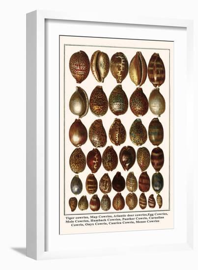 Tiger Cowries, Map Cowries, Atlantic Deer Cowries, Egg Cowries, Mole Cowries, Humback Cowries, etc.-Albertus Seba-Framed Art Print