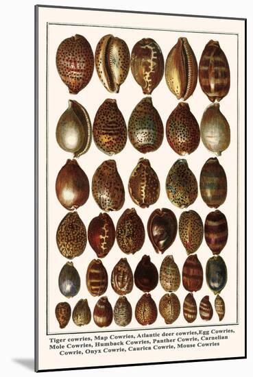 Tiger Cowries, Map Cowries, Atlantic Deer Cowries, Egg Cowries, Mole Cowries, Humback Cowries, etc.-Albertus Seba-Mounted Art Print