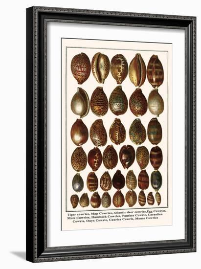 Tiger Cowries, Map Cowries, Atlantic Deer Cowries, Egg Cowries, Mole Cowries, Humback Cowries, etc.-Albertus Seba-Framed Art Print