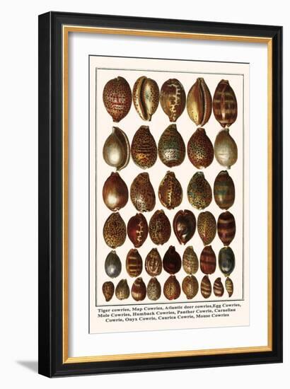 Tiger Cowries, Map Cowries, Atlantic Deer Cowries, Egg Cowries, Mole Cowries, Humback Cowries, etc.-Albertus Seba-Framed Art Print