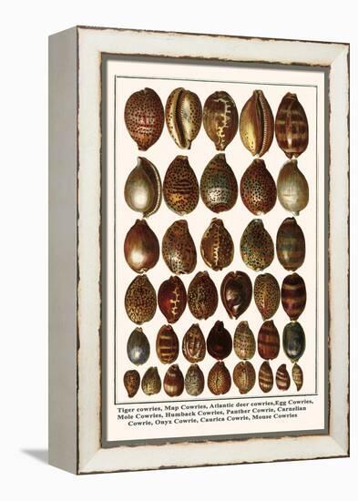 Tiger Cowries, Map Cowries, Atlantic Deer Cowries, Egg Cowries, Mole Cowries, Humback Cowries, etc.-Albertus Seba-Framed Stretched Canvas