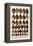 Tiger Cowries, Map Cowries, Atlantic Deer Cowries, Egg Cowries, Mole Cowries, Humback Cowries, etc.-Albertus Seba-Framed Stretched Canvas