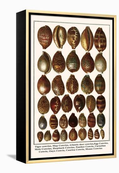 Tiger Cowries, Map Cowries, Atlantic Deer Cowries, Egg Cowries, Mole Cowries, Humback Cowries, etc.-Albertus Seba-Framed Stretched Canvas