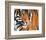 Tiger Crop-Sarah Stribbling-Framed Art Print