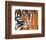 Tiger Crop-Sarah Stribbling-Framed Art Print