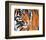 Tiger Crop-Sarah Stribbling-Framed Art Print