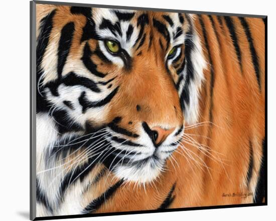 Tiger Crop-Sarah Stribbling-Mounted Art Print