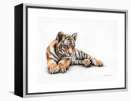 Tiger Cub Colour Pencil Drawing-Sarah Stribbling-Framed Stretched Canvas