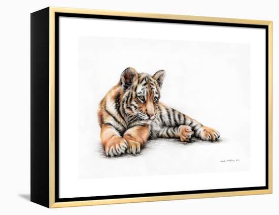 Tiger Cub Colour Pencil Drawing-Sarah Stribbling-Framed Stretched Canvas