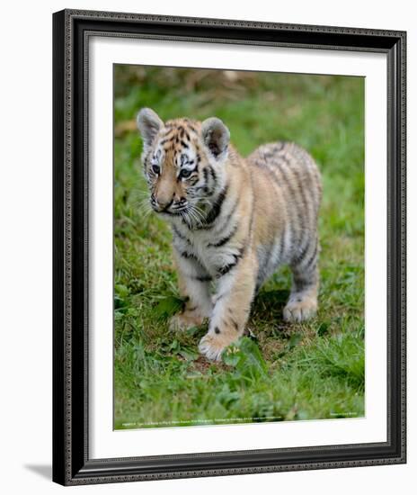 Tiger Cub Ready to Play Full Bleed-Martin Fowkes-Framed Giclee Print