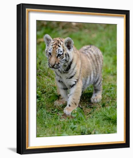 Tiger Cub Ready to Play Full Bleed-Martin Fowkes-Framed Giclee Print