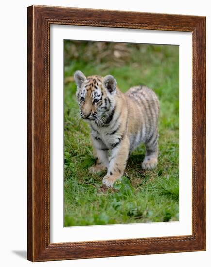 Tiger Cub Ready to Play-Martin Fowkes-Framed Giclee Print