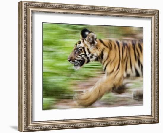 Tiger Cub Running, Four-Month-Old, Bandhavgarh National Park, India-Tony Heald-Framed Photographic Print