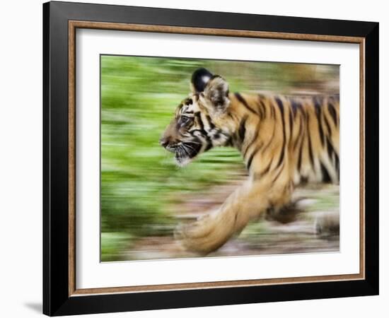 Tiger Cub Running, Four-Month-Old, Bandhavgarh National Park, India-Tony Heald-Framed Photographic Print