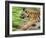 Tiger Cub Running, Four-Month-Old, Bandhavgarh National Park, India-Tony Heald-Framed Photographic Print