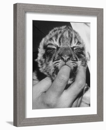 Tiger Cub Sucking a Human's Finger-Alfred Eisenstaedt-Framed Photographic Print