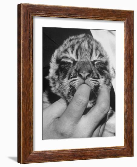 Tiger Cub Sucking a Human's Finger-Alfred Eisenstaedt-Framed Photographic Print