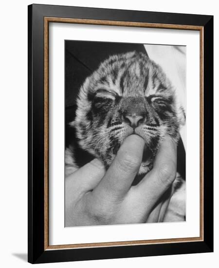 Tiger Cub Sucking a Human's Finger-Alfred Eisenstaedt-Framed Photographic Print