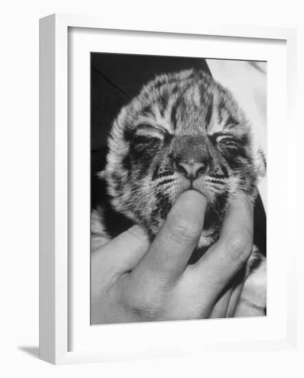 Tiger Cub Sucking a Human's Finger-Alfred Eisenstaedt-Framed Photographic Print